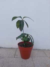 Nespereira com 65cm