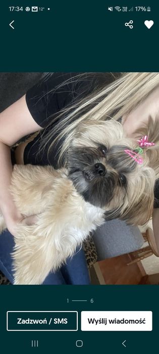 Piesek Shitsu rasowy