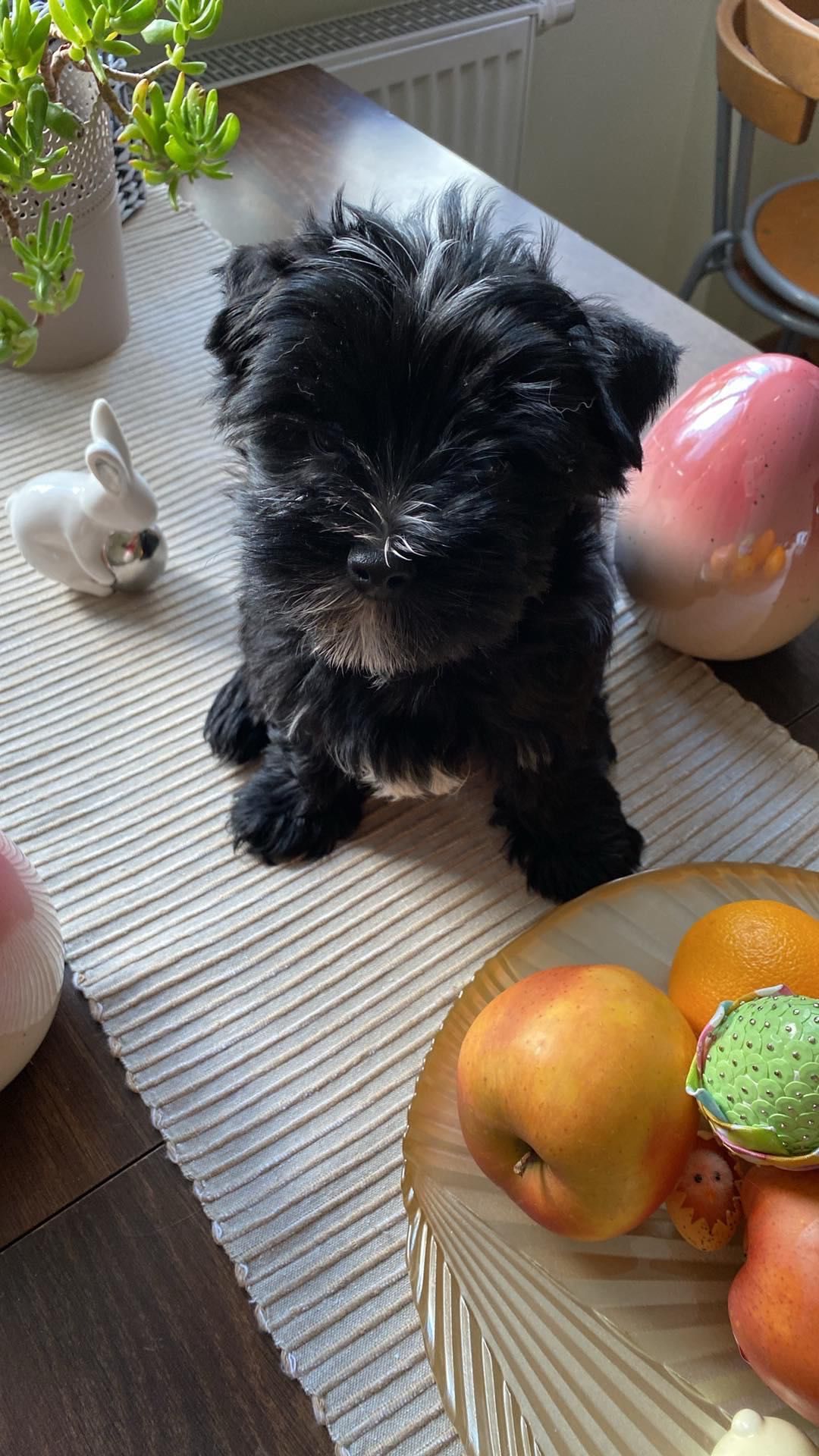 Yorkshire Terrier chłopiec black