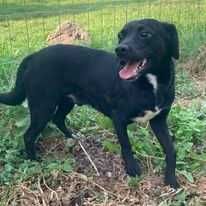 Młody piesek szuka pilnie domu