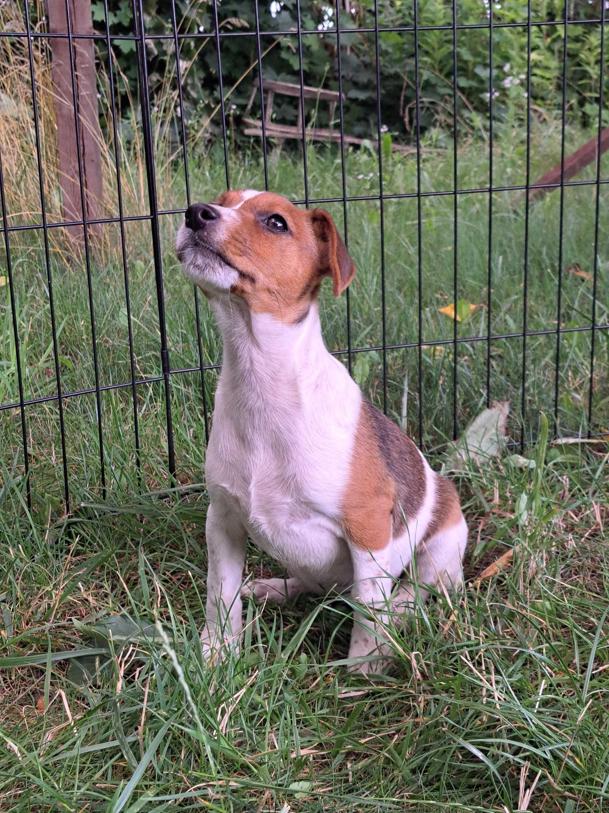 Jack Russell Terrier suczka rodowód