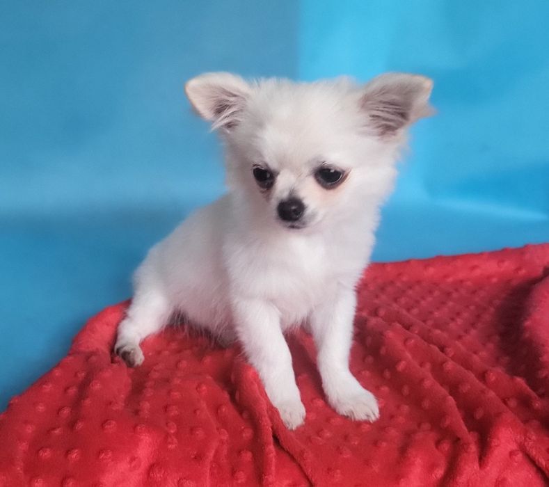 Chihuahua piesek sprzedam