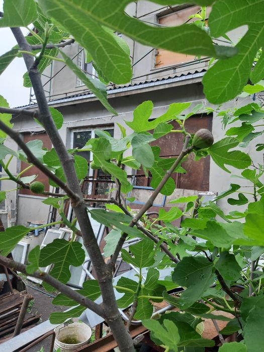 Саженцы инжира от 10 см до 2м с плодами