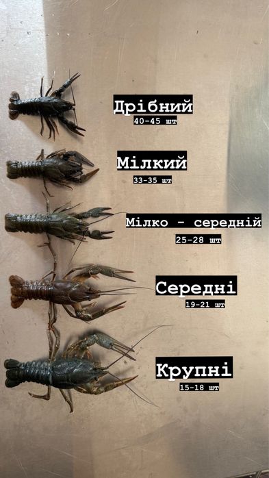 Раки. Живі раки. Варені раки. Раки Запоріжжя