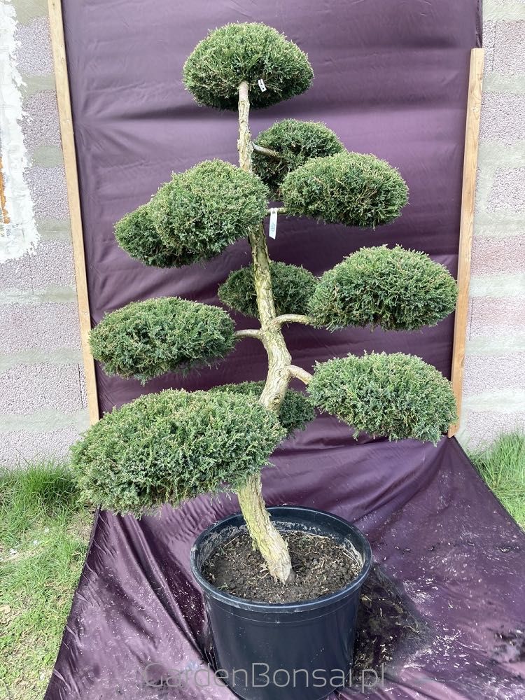 Drzewko BONSAI z jałowca - DOSTAWA - 150 cm - OKAZJA