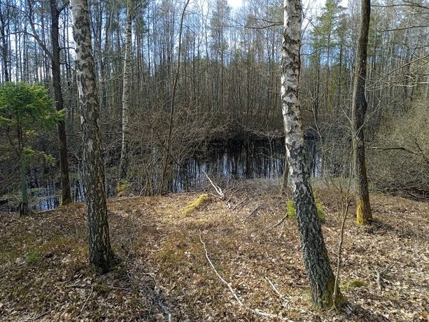 Działka leśna  w kamienicy królewskiej