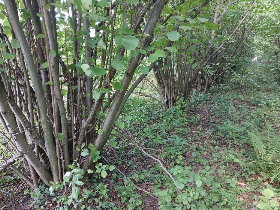 Drewno na opał leszczyny