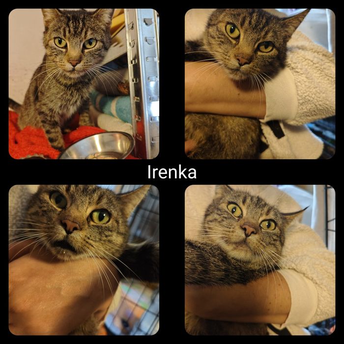 Kotki i kocurki do adopcji