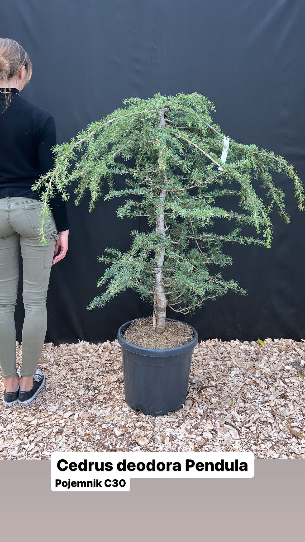 Cedrus deodora pendula / Cedr atlantica glauca /Feelin Blue hurt detal