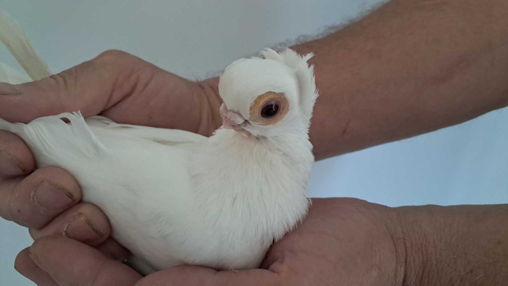 Mewka Mewki białe Gołębie ozdobne