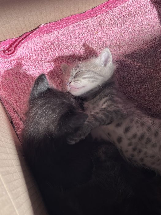 Кошенята хлопчики в добрі руки