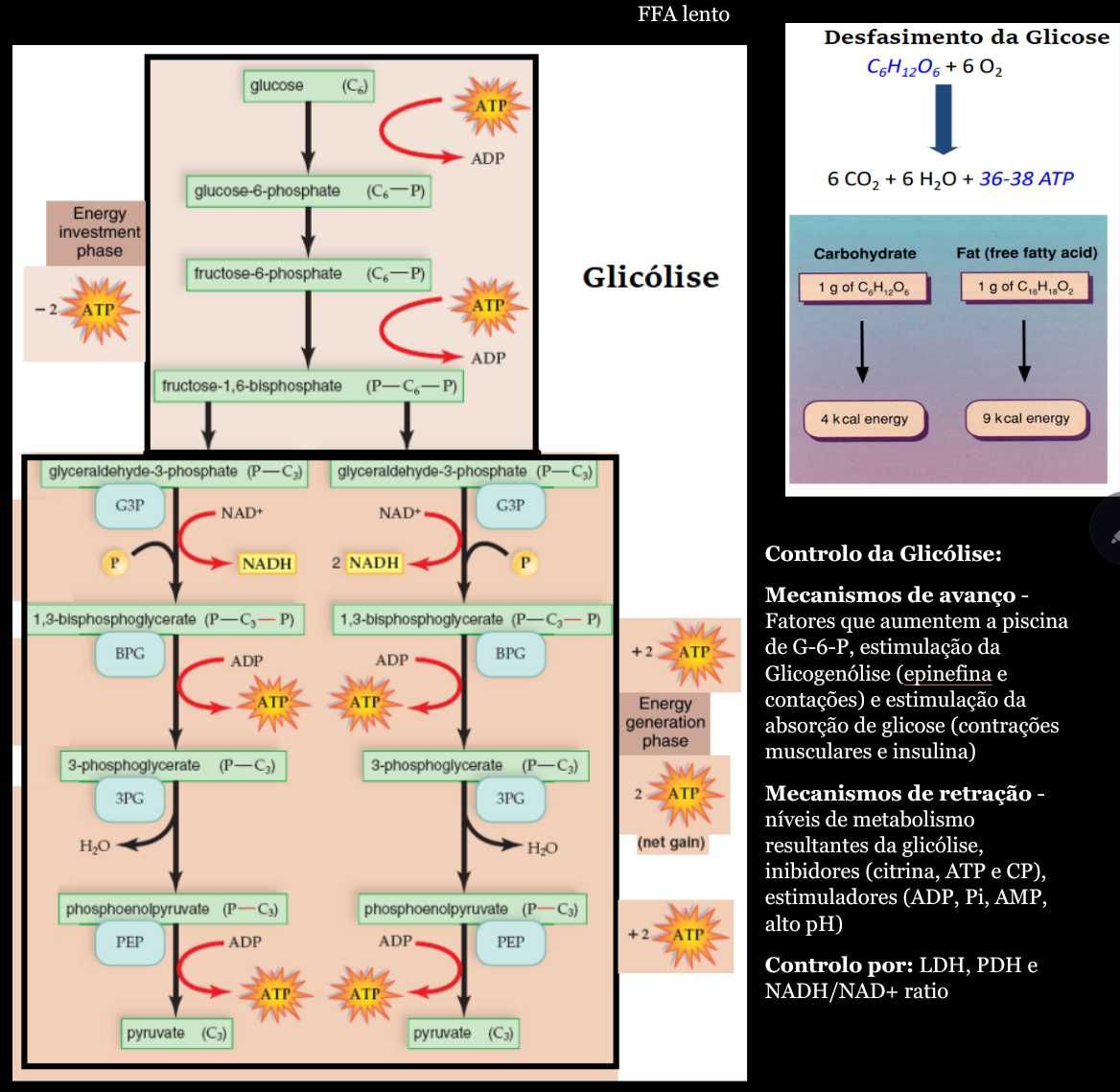 Resumos Completos de Bioquímica e Biologia Celular