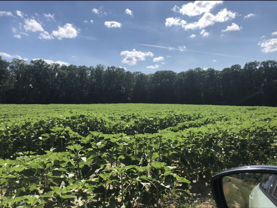 Piekna działka graniczaca z lasem , 30 km do Wrocławia