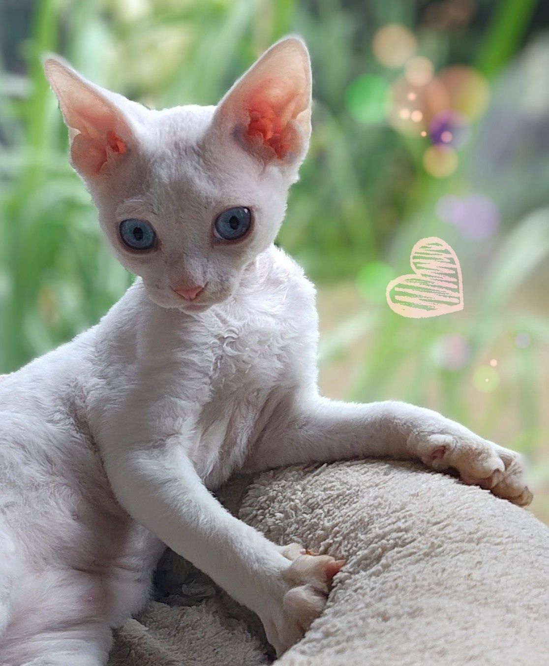 Devon rex Xavier - po prostu Boski