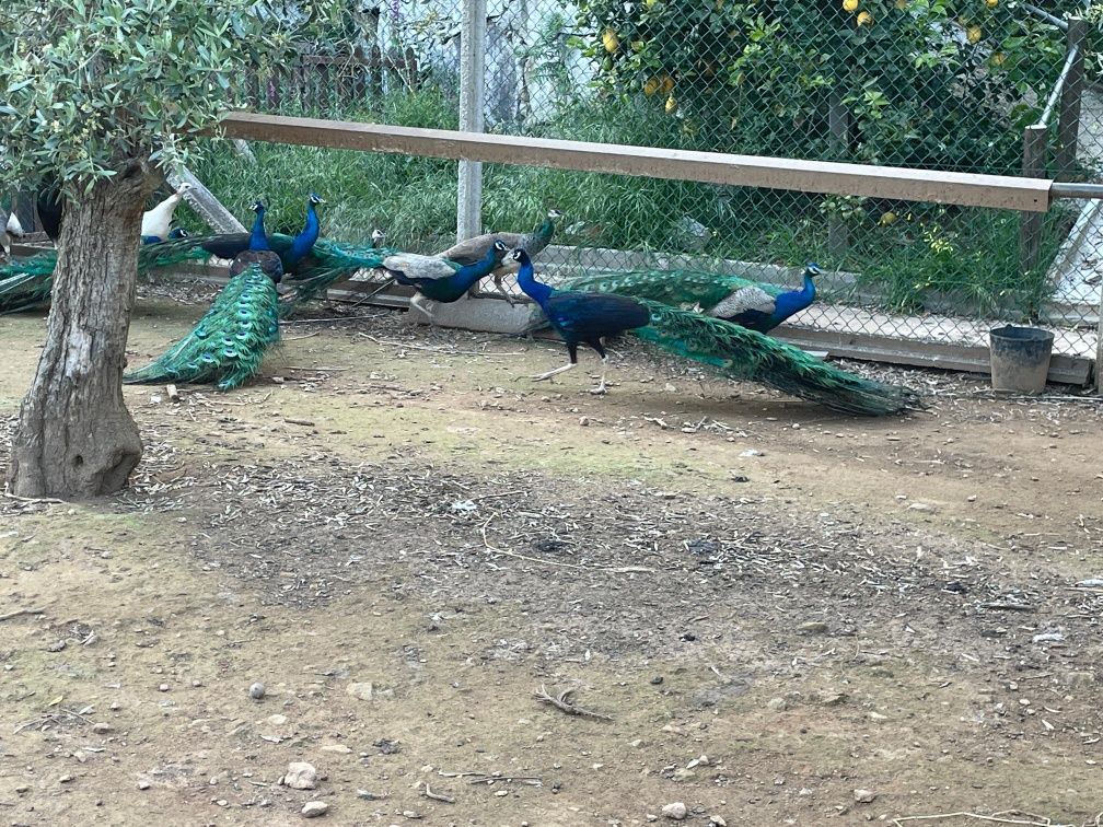 Vende-se Ovos de pavões galados