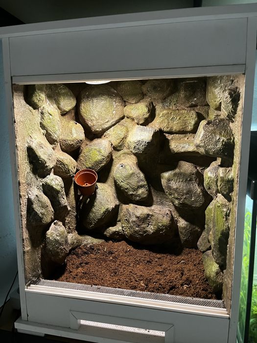 Terrarium 53x38x28cm dla gekona płaczącego orzesionego