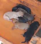 Cães bebés para adoção