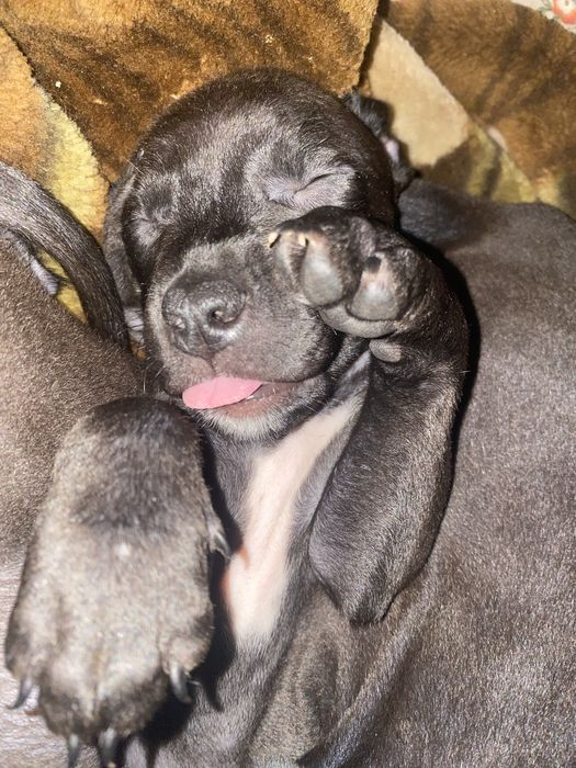 Американський Піт Буль Терьєр