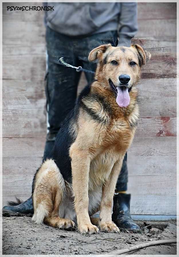 Harry goni swój ogon, czy to źle? Pies do adopcji