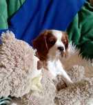 Cavalier King Charles Spaniel dziewczynka