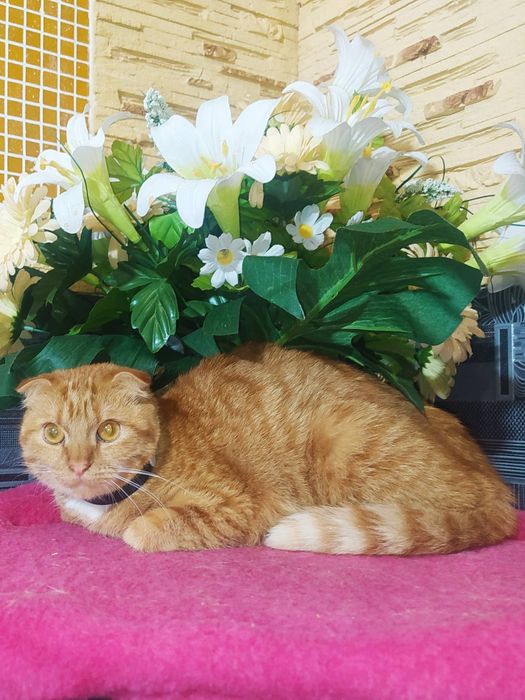 Шотландские вислоухие котята