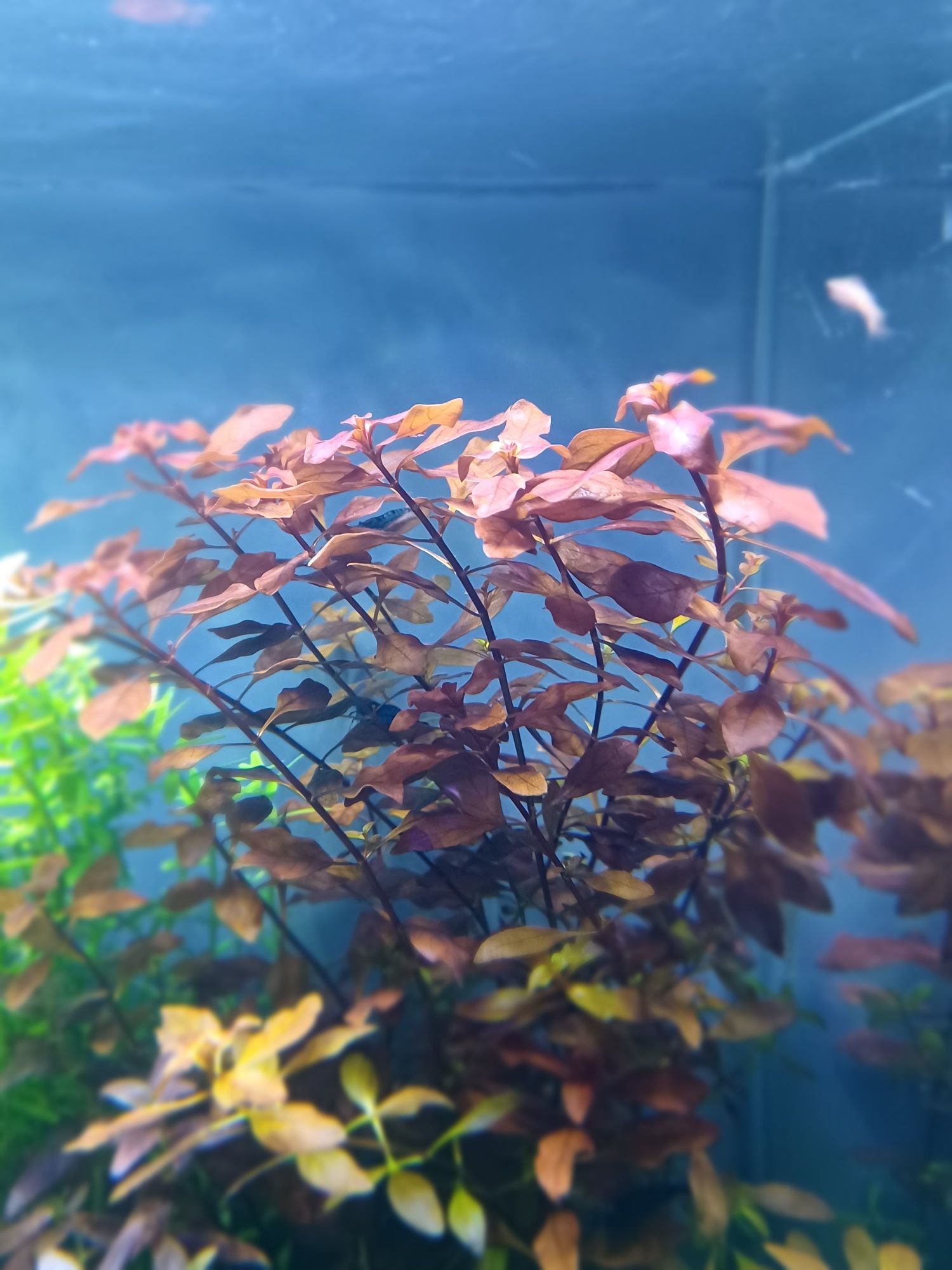 Ludwigia super mini red roślina akwariowa