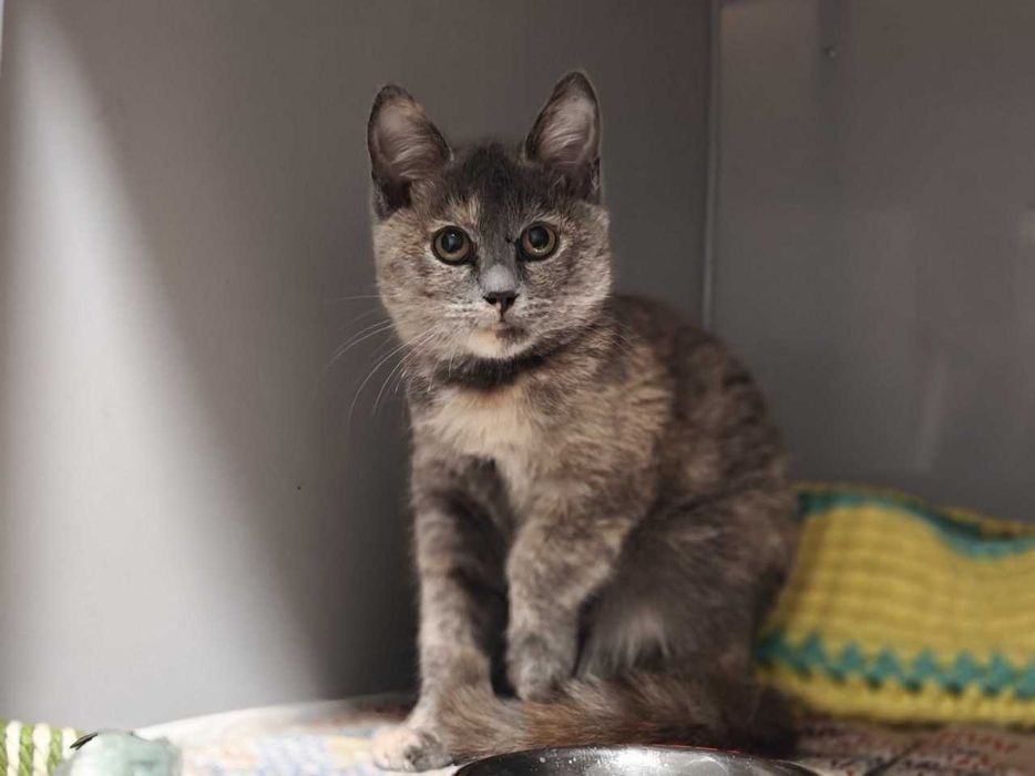 Кошеня Сільва дівчина шукає дім