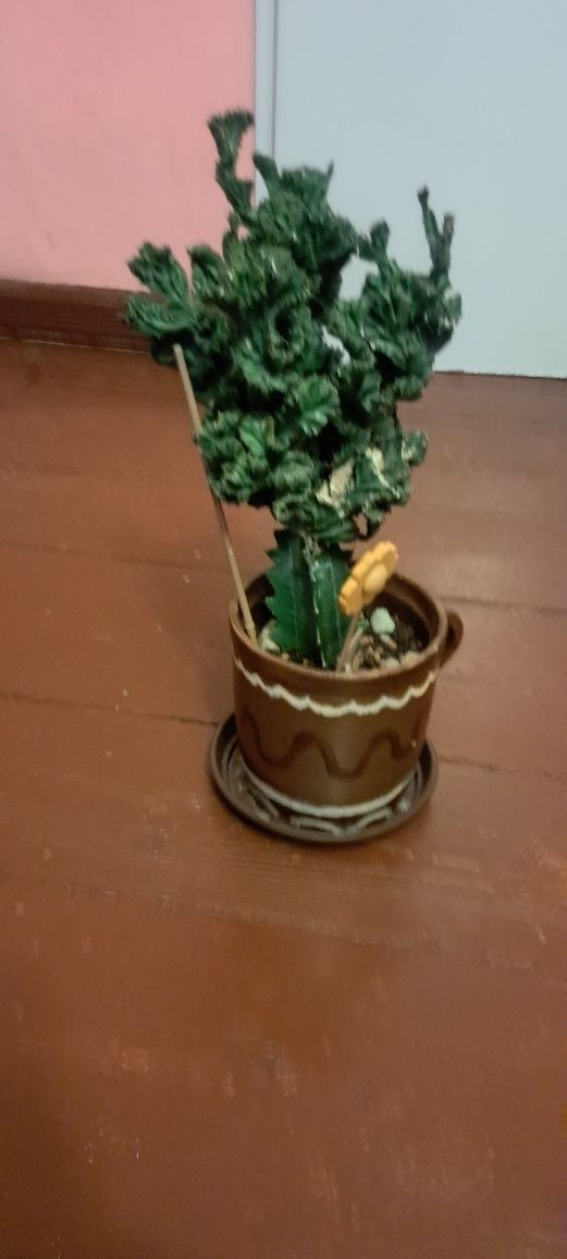 Sprzedam kaktusa