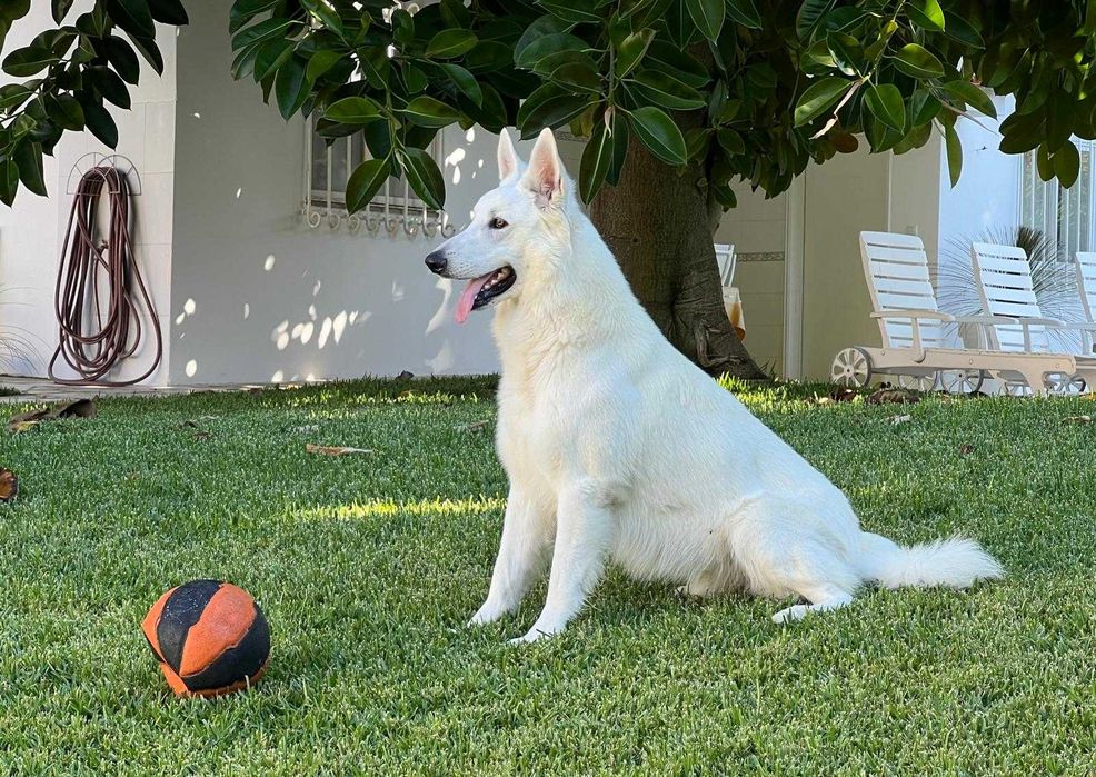 Pastor Suiço - excelente qualidade