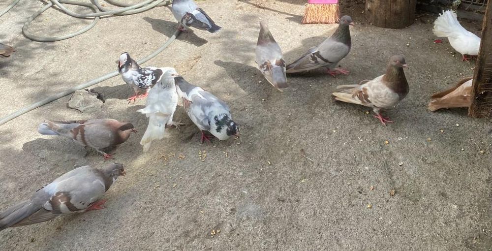 Vendo pombos de varias raças