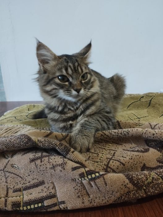 Шукають дім дві кішечки!(Дівчата)