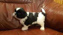 Shih tzu suczka z rodowodem