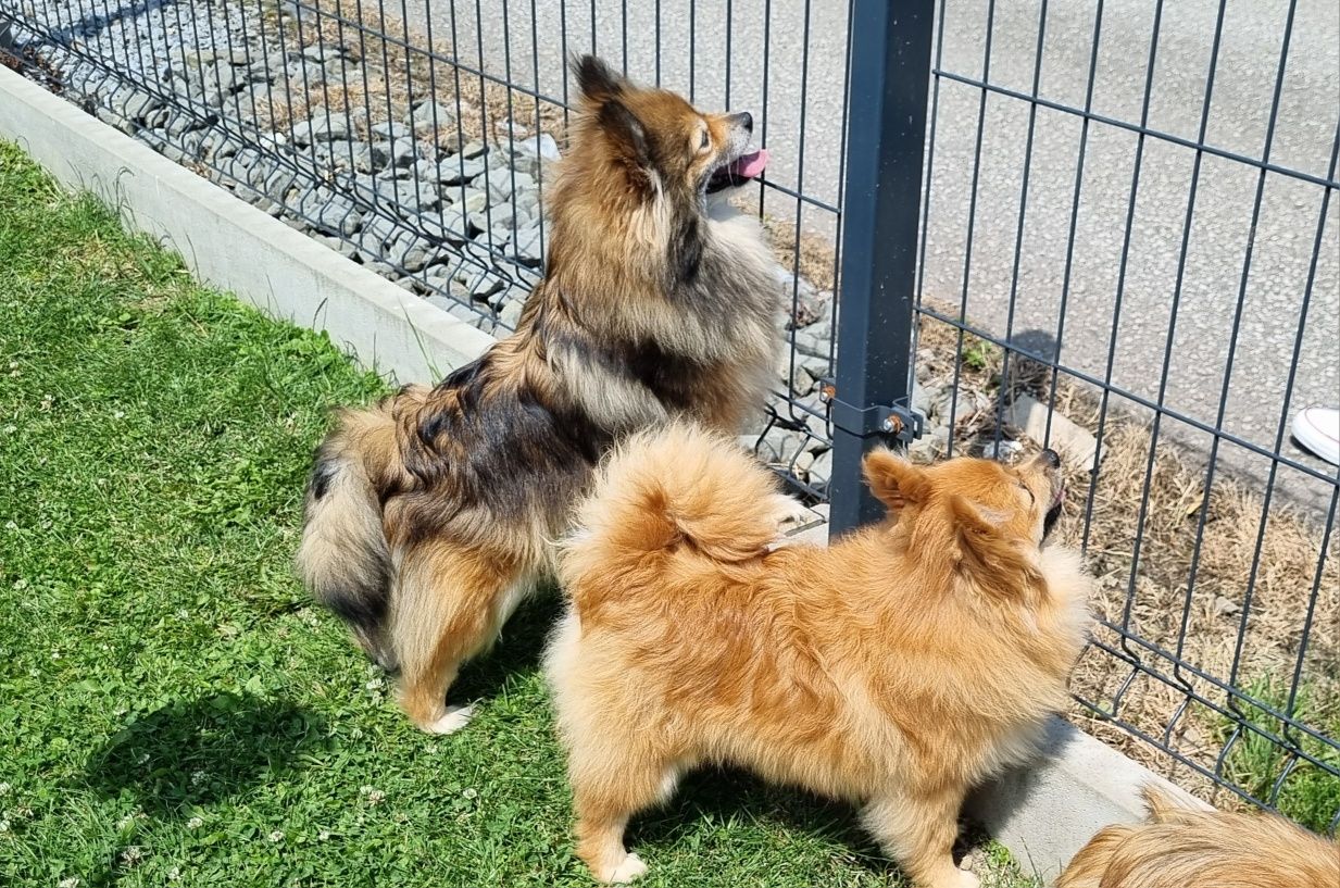 Piękny piesek szpic miniaturowy pomeranian?