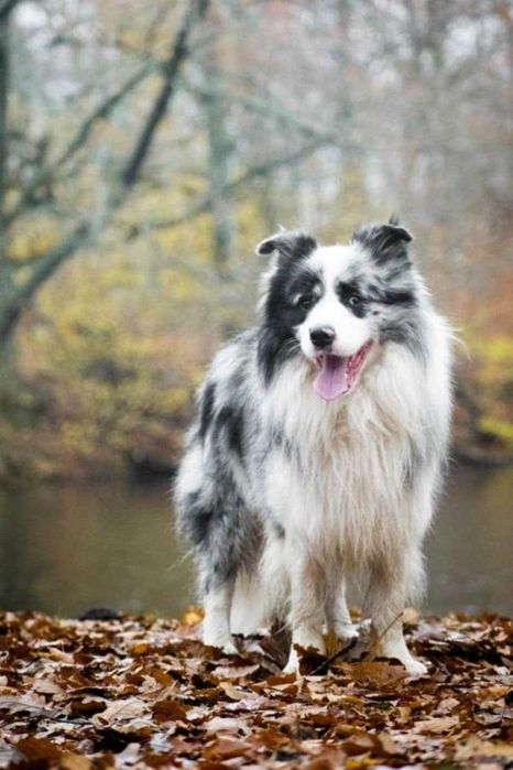 Suczka Border Collie ZKwP/FCI