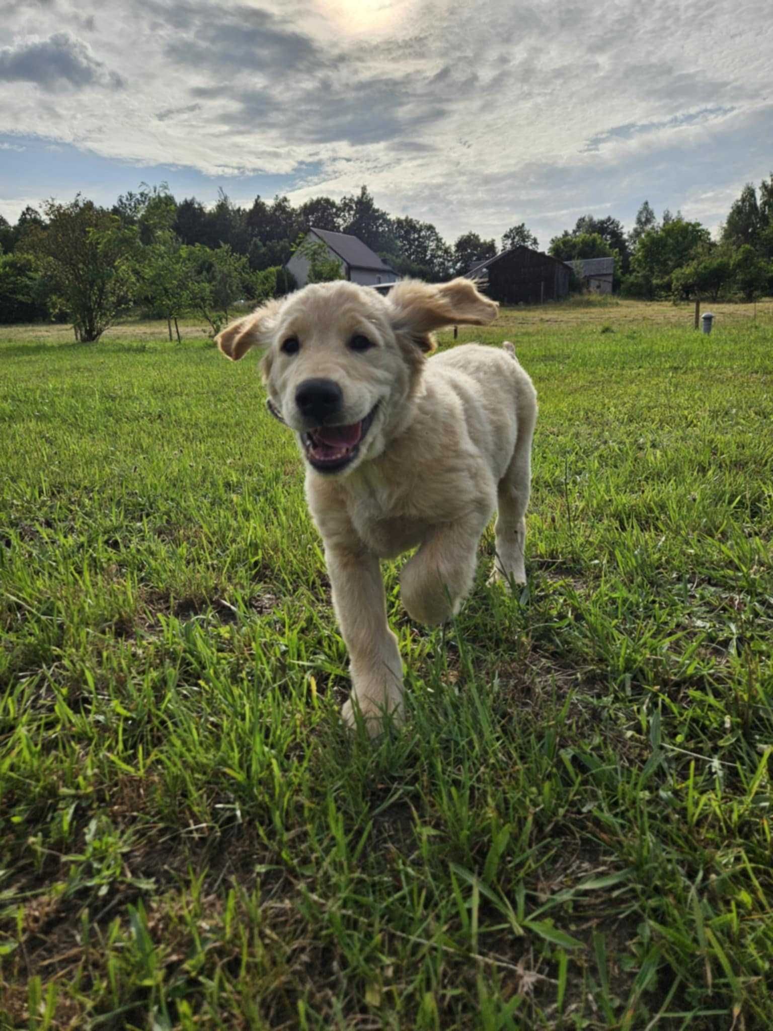 Szczeniak golden retriever