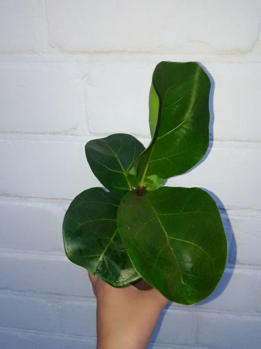 Фікуси Лірата, Мокламе, Бенджаміна, Бененджей