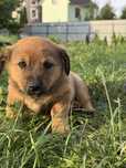 Цуцик, 1 міс, дівчинка