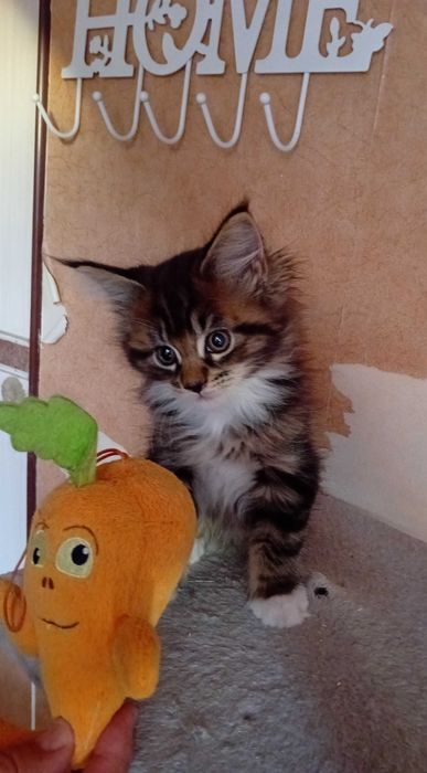 Kotka Maine Coon Clover