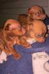 Cãezinhos de porte mini adoção