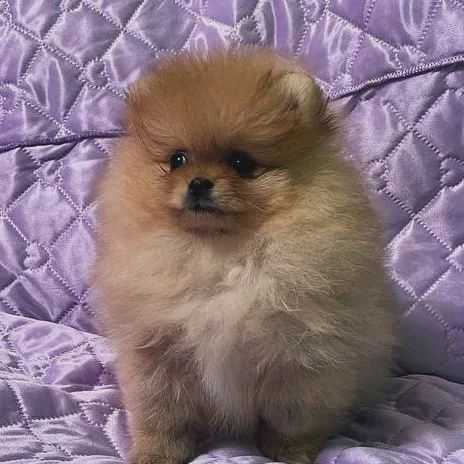 Вязка! Померанский шпиц!  КСУ