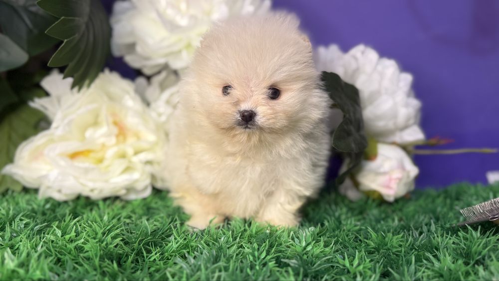 Курносий хлопчик супер міні шпиць