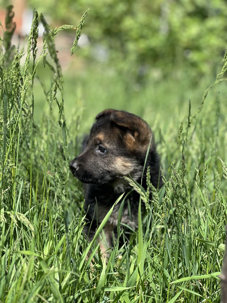 Продам німецьку вівчарку