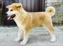 Akita inu , chlopiec gotowy do zmiany domu