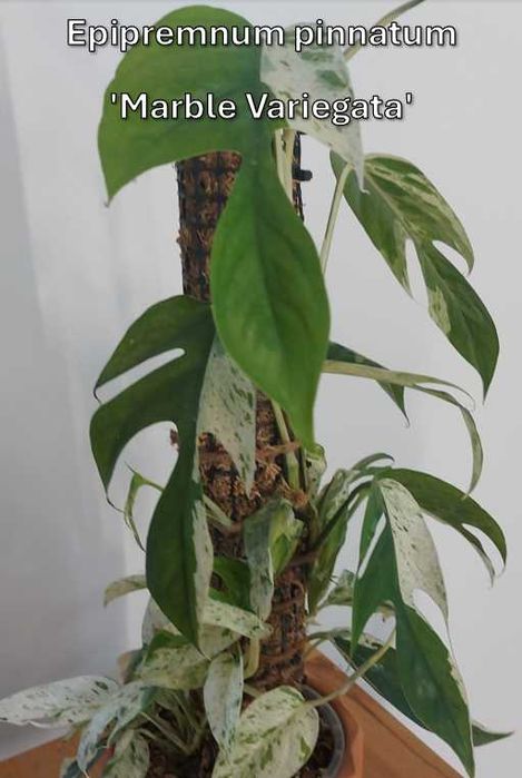 Epipremnum pinnatum Marble Variegata