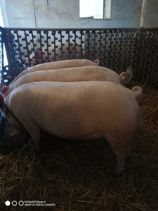 Loszki zaproszone naturalnie