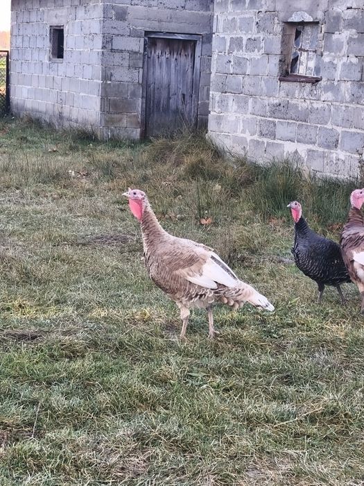 Sprzedam indyki staropolskie