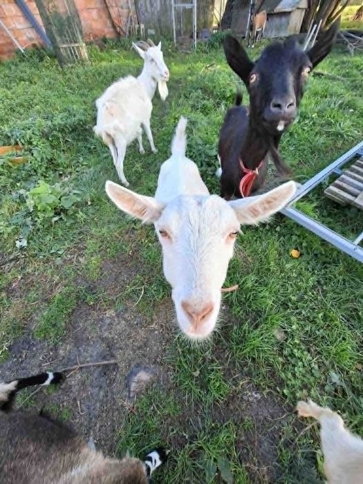 Mleko kozie świeże