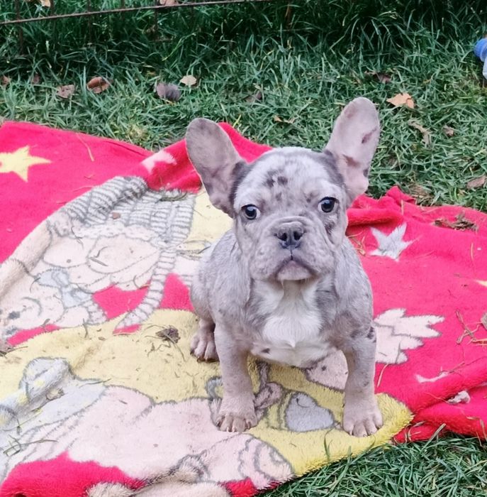 Мерле хлопчисько