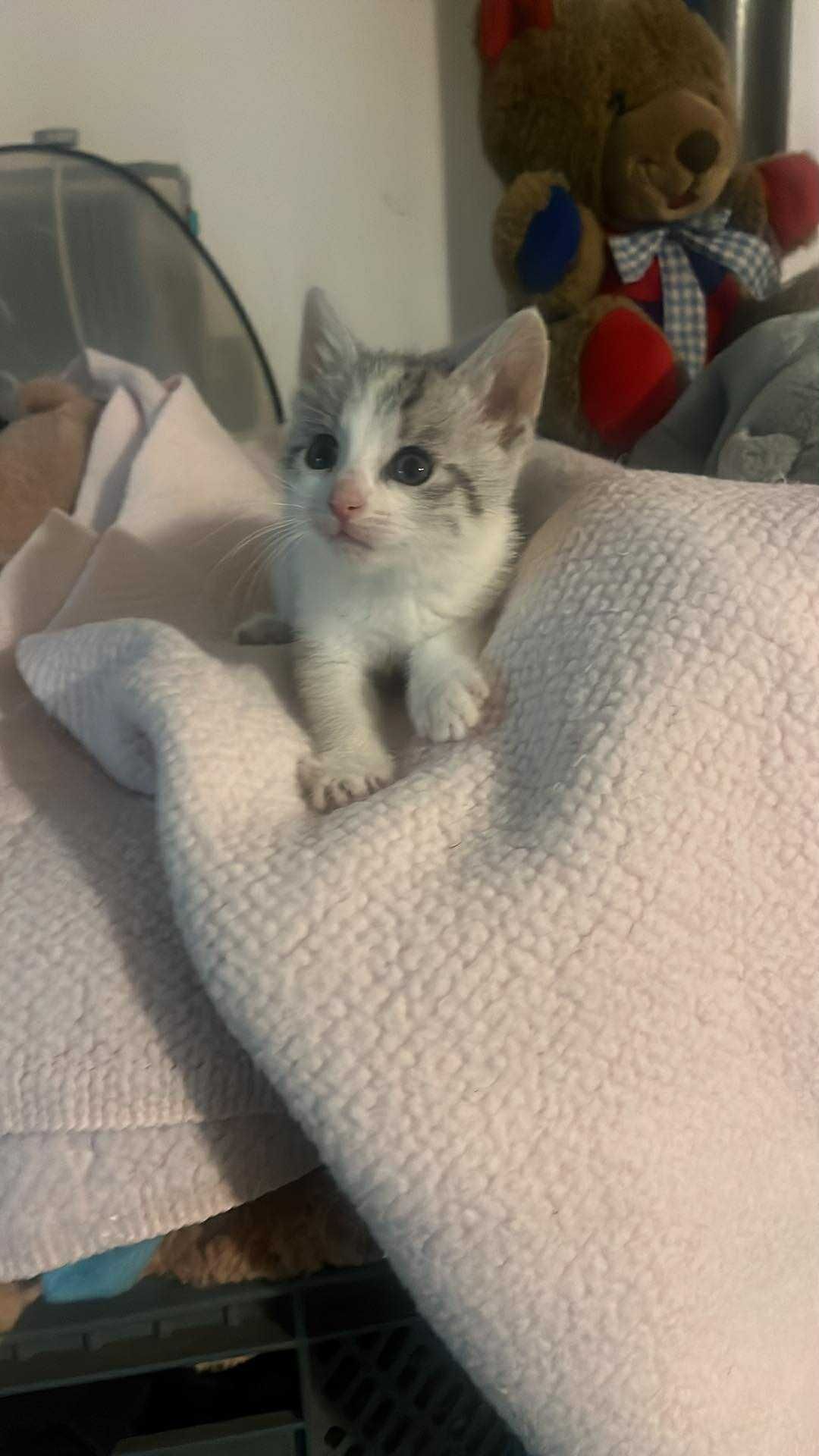 Śliczna koteczka do adopcji