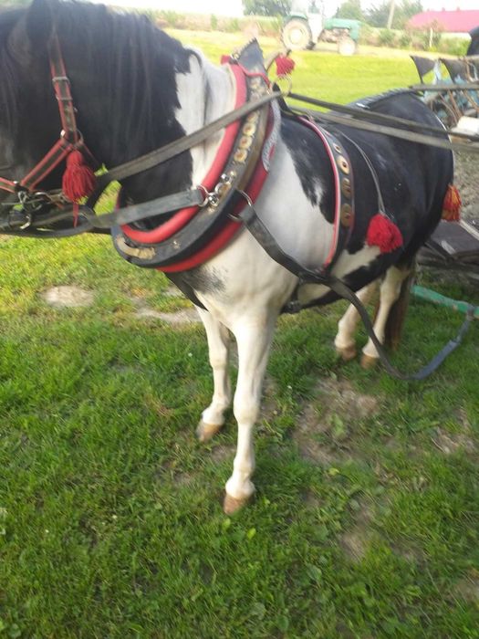 Klacz kucyka 2,5 roku